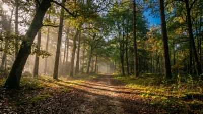 Rocanto'Trail : 6ème édition à Saint-Antoine-du-Rocher avec trois parcours en forêt