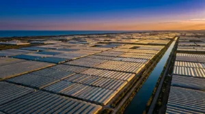 Saint-Cyprien : la coopérative Sud Roussillon double sa production de tomates