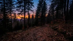 Saint-Dié-des-Vosges : le trail nocturne, une tradition bien ancrée dans les forêts du Kemberg