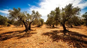 Sécheresse : le Var soutient ses oléiculteurs avec un plan hydraulique de 20 M€