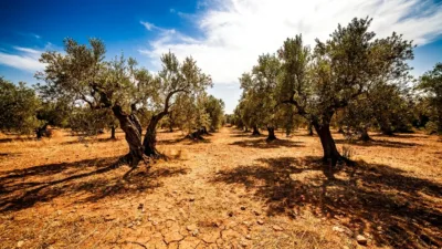 Sécheresse : le Var soutient ses oléiculteurs avec un plan hydraulique de 20 M€