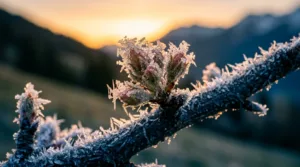 Serre-Ponçon : les arboriculteurs en guerre contre le gel tardif
