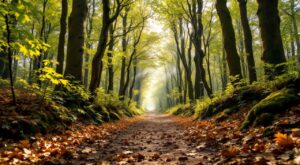 Tour de Méry 2026 : la 38e édition au départ le 4 avril à Méry-sur-Oise