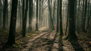 Trail des 2 Monts : 3ème édition en forêt d&rsquo;Halatte le 26 avril