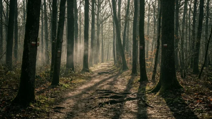 Trail des 2 Monts : 3ème édition en forêt d'Halatte le 26 avril