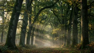 Tronçais : un sentier pédagogique pour relancer le tourisme forestier