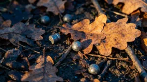 Un chat blessé par des tirs de plombs près de Romorantin : plainte déposée