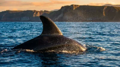 Une baleine à bosse dans le gouf de Capbreton, et des milliers de globicéphales