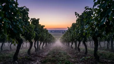 Verdun-sur-Garonne : des aides PAC pour convertir les vignes au bio