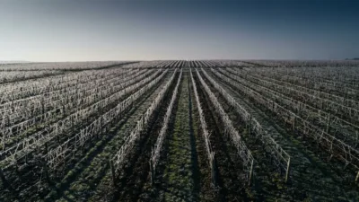 Viticulture dans l'Yonne : les faillites agricoles s'accélèrent au printemps 2026