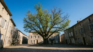 Vitré : un chat coincé dans un arbre remis en sécurité par les services municipaux