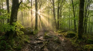 VTT à Arpajon-sur-Cère : un challenge sur les sentiers du Bois Grand