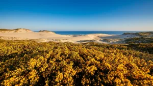 Wissant : les ajoncs en fleurs embaument la baie ce printemps