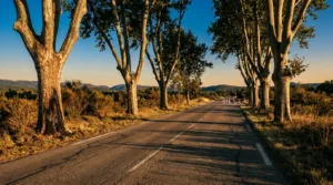 Accident mortel sur la RD562 à Lorgues : un conducteur tué après un choc contre un arbre