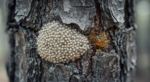 Bombyx en Corse-du-Sud : un bilan hivernal 2026 rassurant, loin du seuil d&rsquo;alerte