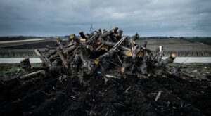 Cognac : le BNIC lance un plan d&rsquo;arrachage de 12 à 13 000 ha face à la chute des ventes