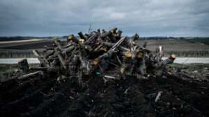 Cognac : le BNIC lance un plan d'arrachage de 12 à 13 000 ha face à la chute des ventes