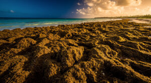 Guadeloupe : mission parlementaire européenne sur sargasses et octroi de mer