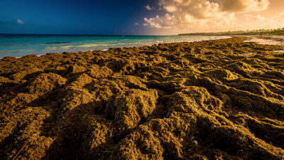 Guadeloupe : mission parlementaire européenne sur sargasses et octroi de mer