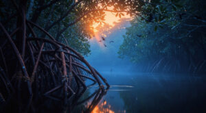 Guyane : 5e mondiale au City Nature Challenge 2026