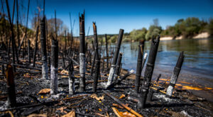 Incendie à Castres : 3 000 m² de bambouseraie détruits sur les berges de l'Agout