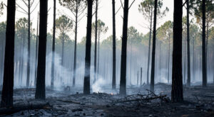 Incendie à Montlieu-la-Garde : 4 hectares ravagés, une enquête ouverte