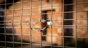 Langlade : leur coq Coco abattu d&rsquo;un coup de fusil, le couple porte plainte