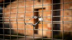 Langlade : leur coq Coco abattu d'un coup de fusil, le couple porte plainte