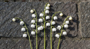 Lot-et-Garonne : vente de muguet encadrée ce 1er mai, le préfet rappelle les règles