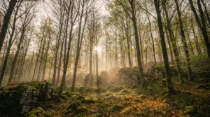 Meuse : Libre Forêt achète 14 ha à Tréveray pour les laisser vivre sans intervention