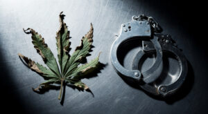 Morbihan : la Gendarmerie rappelle que produire du cannabis peut coûter 20 ans de prison