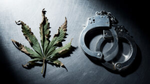Morbihan : la Gendarmerie rappelle que produire du cannabis peut coûter 20 ans de prison