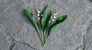Muguet le 1er mai en Mayenne : les règles pour vendre sur la voie publique