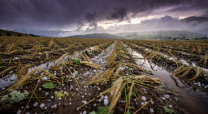 Orages en Ariège : grêlons de 3 cm ravagent les champs agricoles de Pamiers
