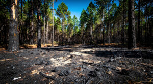Pindères : 500 m² de pins ravagés par un incendie, maîtrisé par le SDIS 47