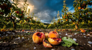 Saint-Laurent-du-Pape : le sous-préfet constate les dégâts de grêle chez les arboriculteurs