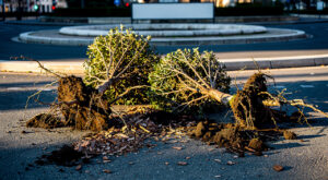 Somain : le maire dépose plainte après le saccage de ses espaces verts