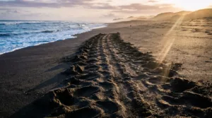Tortues marines en Guyane : le sous-préfet en visite à la réserve de l&rsquo;Amana