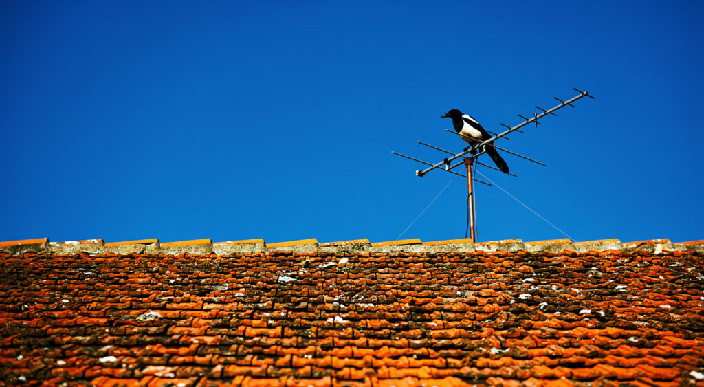 Vémars : un habitant blesse son voisin par balle en voulant chasser une pie