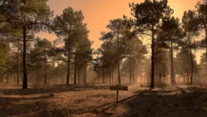 Ain : le préfet alerte sur les risques de feux de forêt en période de canicule et rappelle les bons réflexes