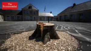 Albi : colère après l’abattage surprise du tilleul de l’école de la Curveillère en pleine canicule