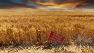 Canicule dans le Calvados : le préfet interdit les travaux agricoles de 14h à 18h