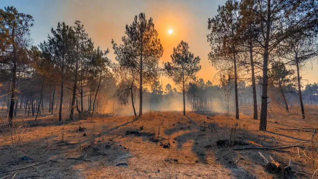 Canicule dans l'Oise : risque très sévère de feux d'espaces naturels, le SDIS 60 en alerte maximale
