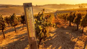 Canicule en Côte-d&rsquo;Or : 40°C à Nicey et Montbard, le département en vigilance rouge ce samedi