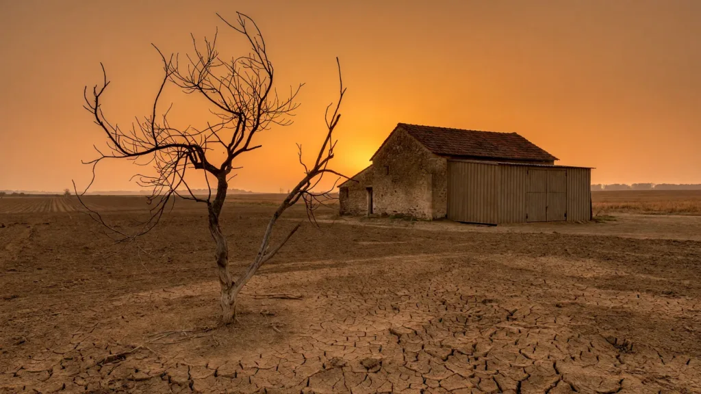 Canicule en Vendée : hécatombe dans les élevages et saturation de l'équarrissage