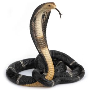 Cobra