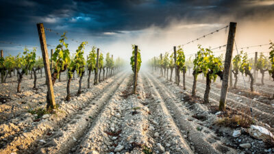 Cognac : l'UGVC ouvre le sondage sur l'arrachage temporaire primé des vignes