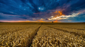 Côte-d&rsquo;Or : plus d&rsquo;1 million d&rsquo;euros d&rsquo;aides d&rsquo;urgence versés aux agriculteurs bovins et céréaliers