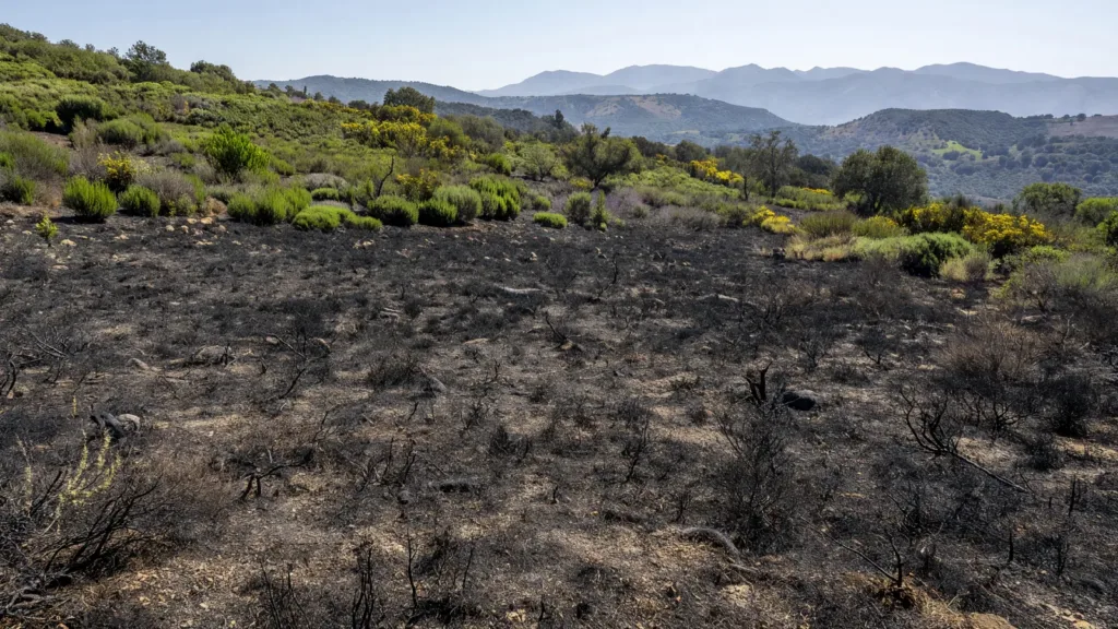 Double incendie de végétation près de Perpignan : 105 pompiers mobilisés le 22 juin