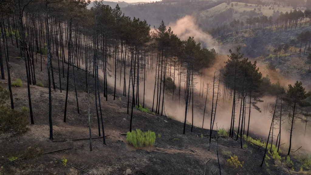 Drôme : 15 hectares brûlés dans un incendie de forêt à Saint-Nazaire-le-Désert, fixé après intervention de 100 pompiers et Canadairs